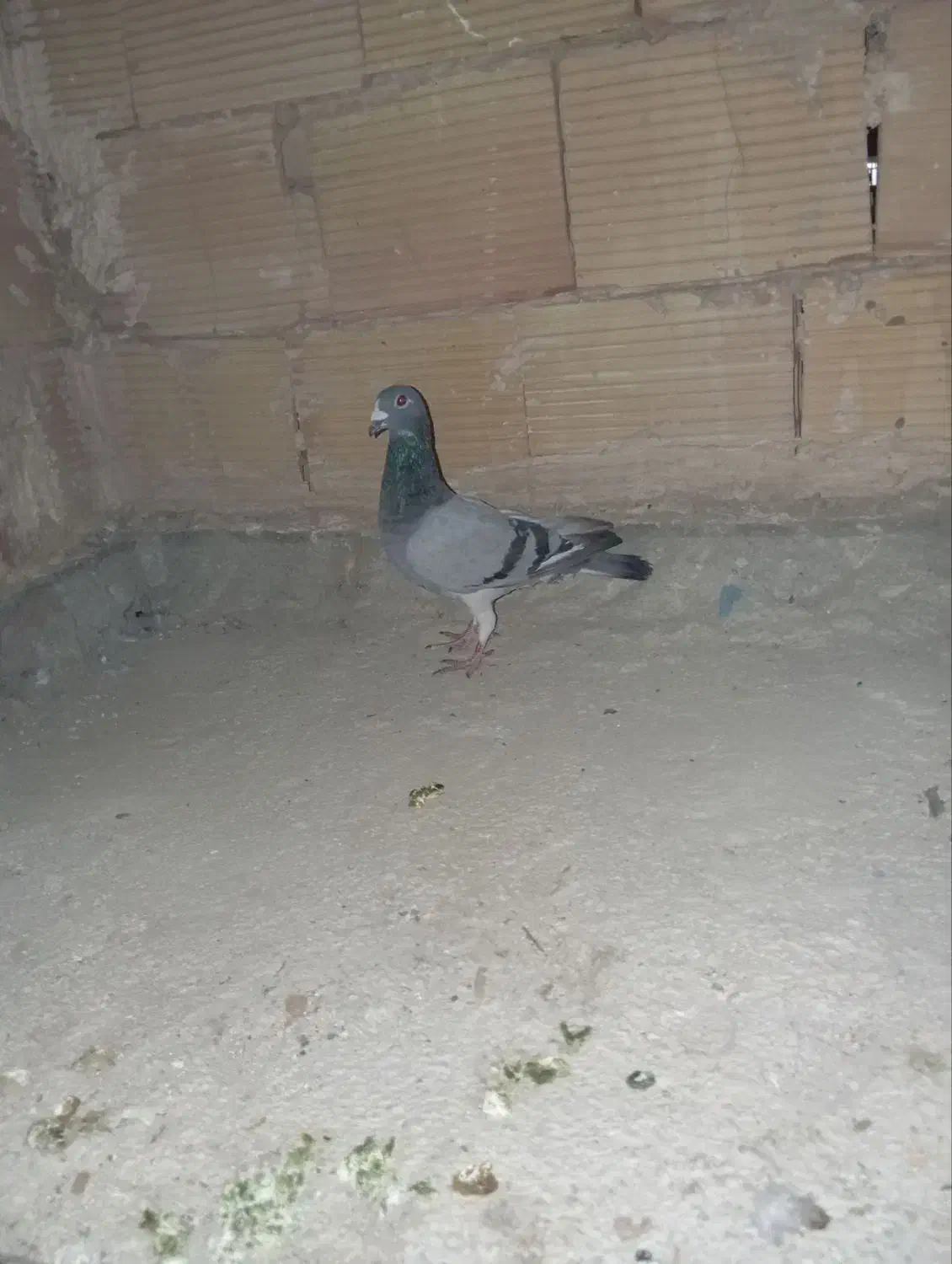 کبوتر مسافتی|پرنده|پاکدشت, پاکدشت (مامازند)|دیوار