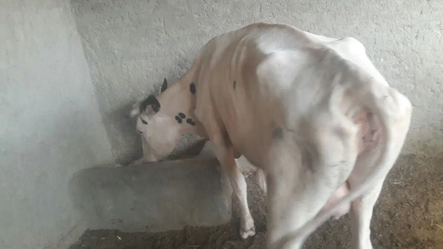 گاوگستر فروشی|حیوانات مزرعه|کرباسک, |دیوار