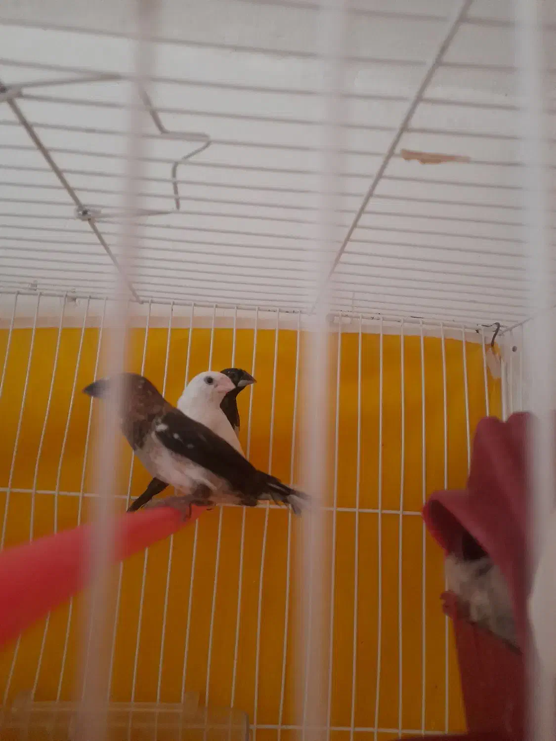 فنچ بنگالی|پرنده|تربت جام, فاز ۱ فرهنگیان|دیوار