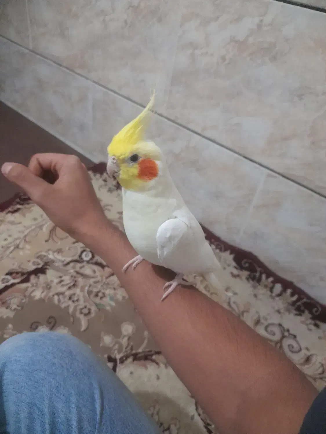 تعدادی عروس م و ل د|پرنده|اهواز, شریعتی جنوبی|دیوار