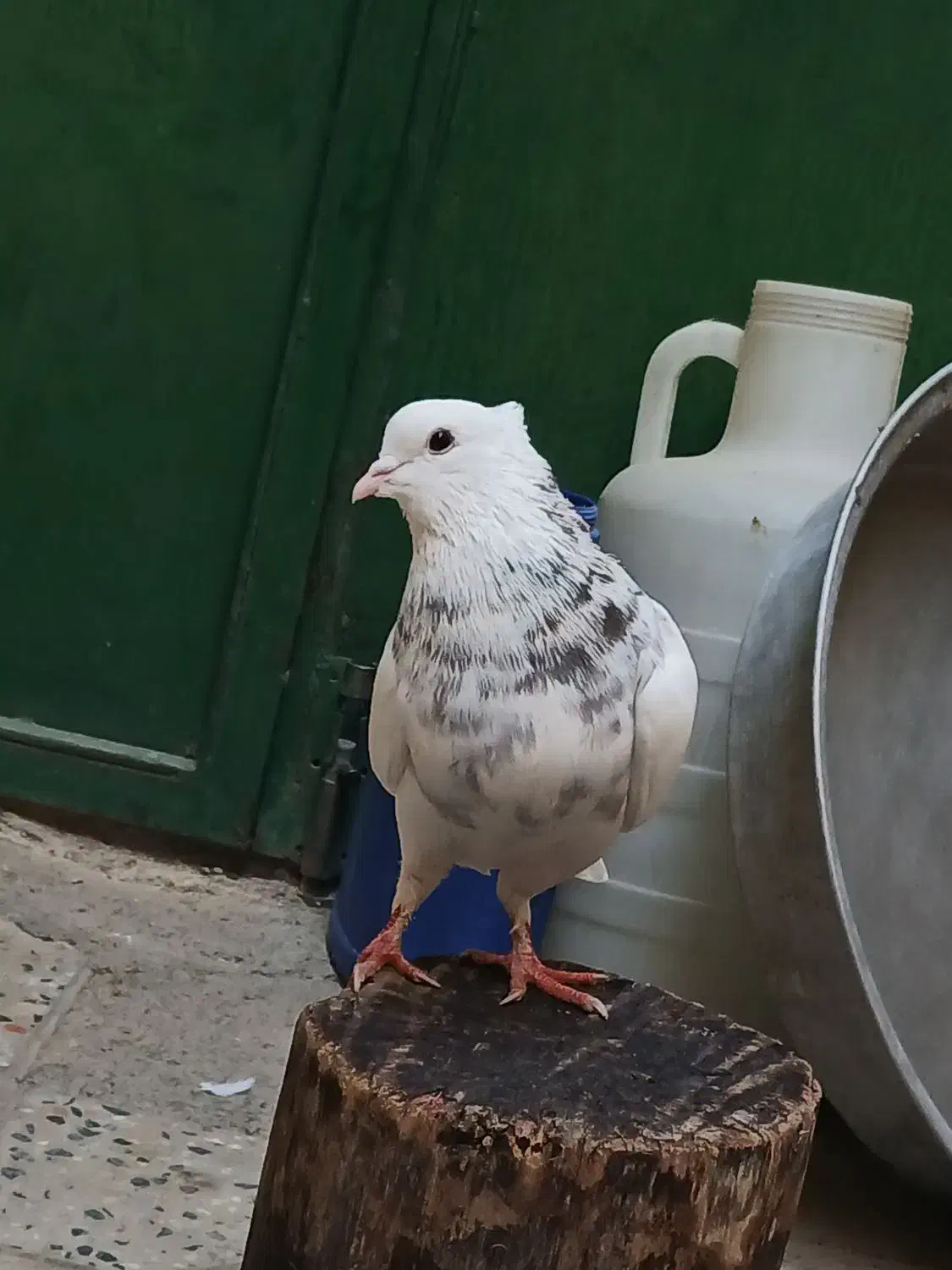 کبوتر طوق|پرنده|مریوان, |دیوار