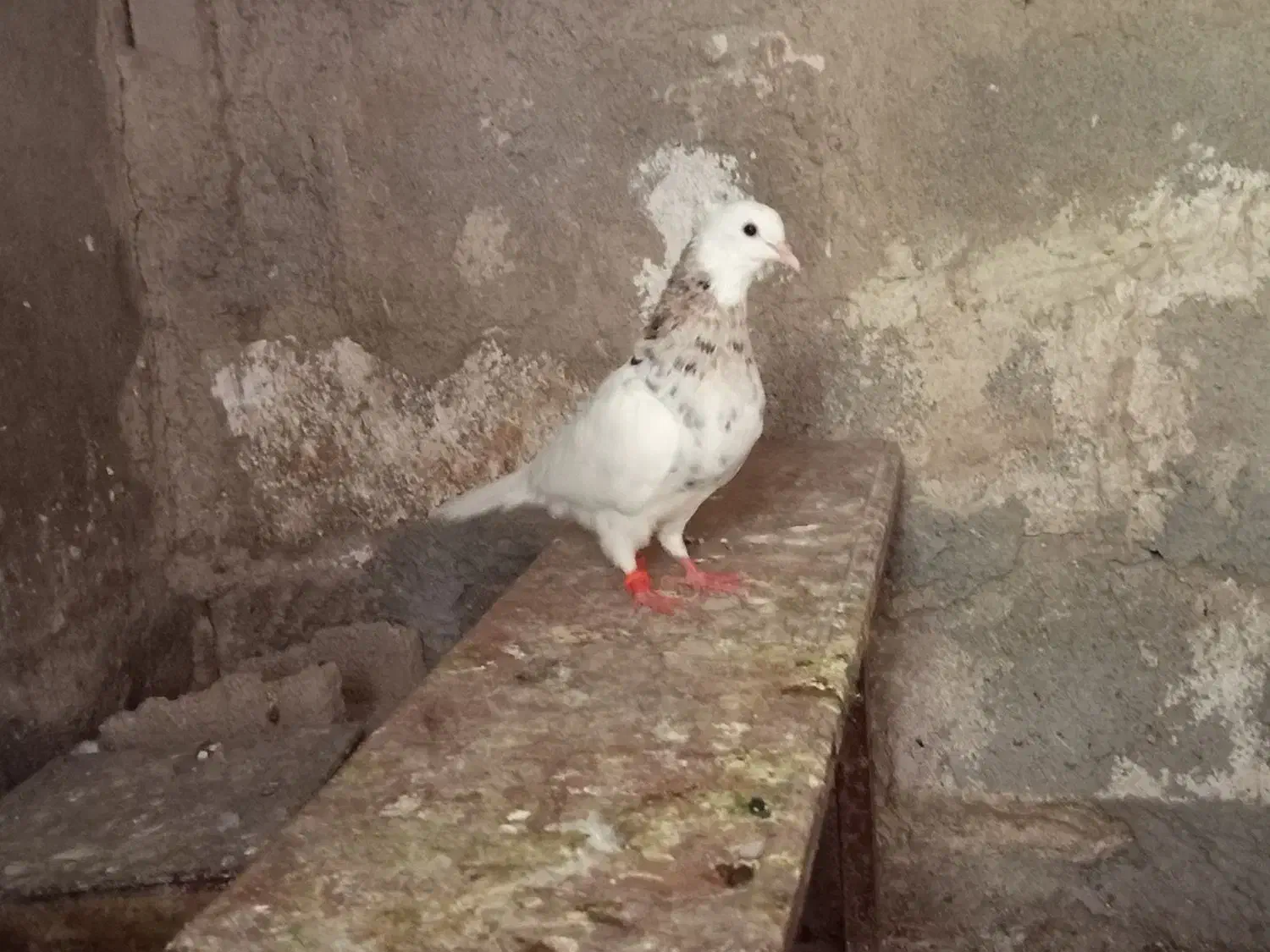 طوقی|پرنده|دهدشت, |دیوار