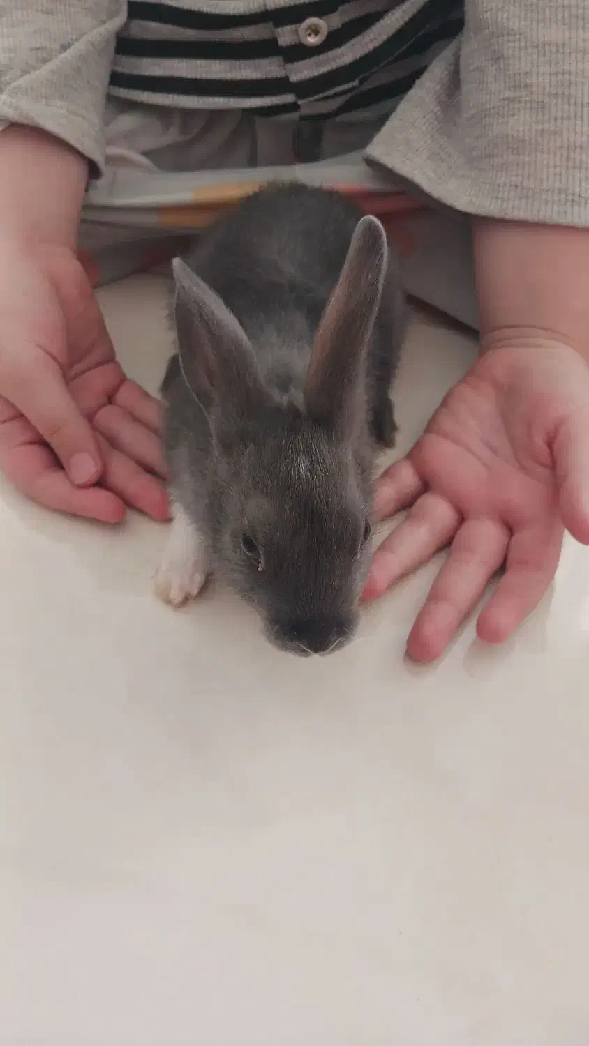 بچه خرگوش بغلی وآروم|موش و خرگوش|بانه, |دیوار