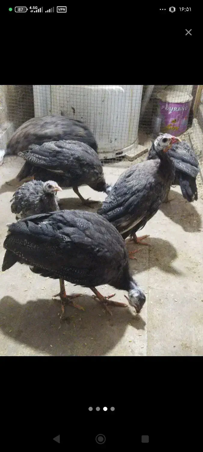 مرغ شاخدار|حیوانات مزرعه|کرمان, |دیوار