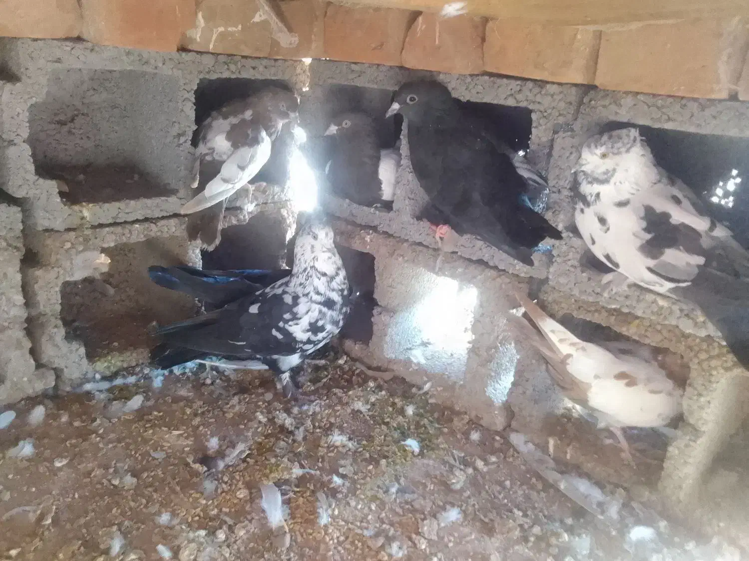 8عدد کفتر|پرنده|زرند, |دیوار