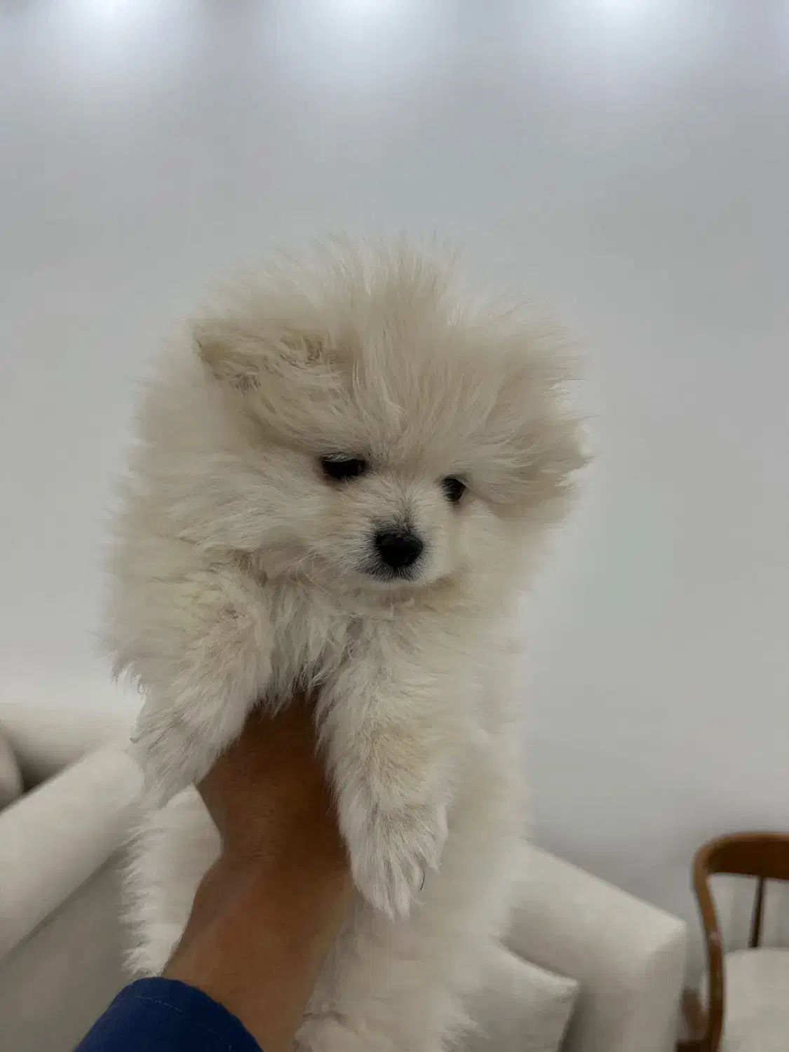 سگ پامر|سگ|رفسنجان, |دیوار