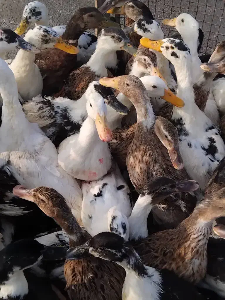 هزار عدد اردک مادر  ( تخمگذار )|حیوانات مزرعه|رشت, فلسطین|دیوار