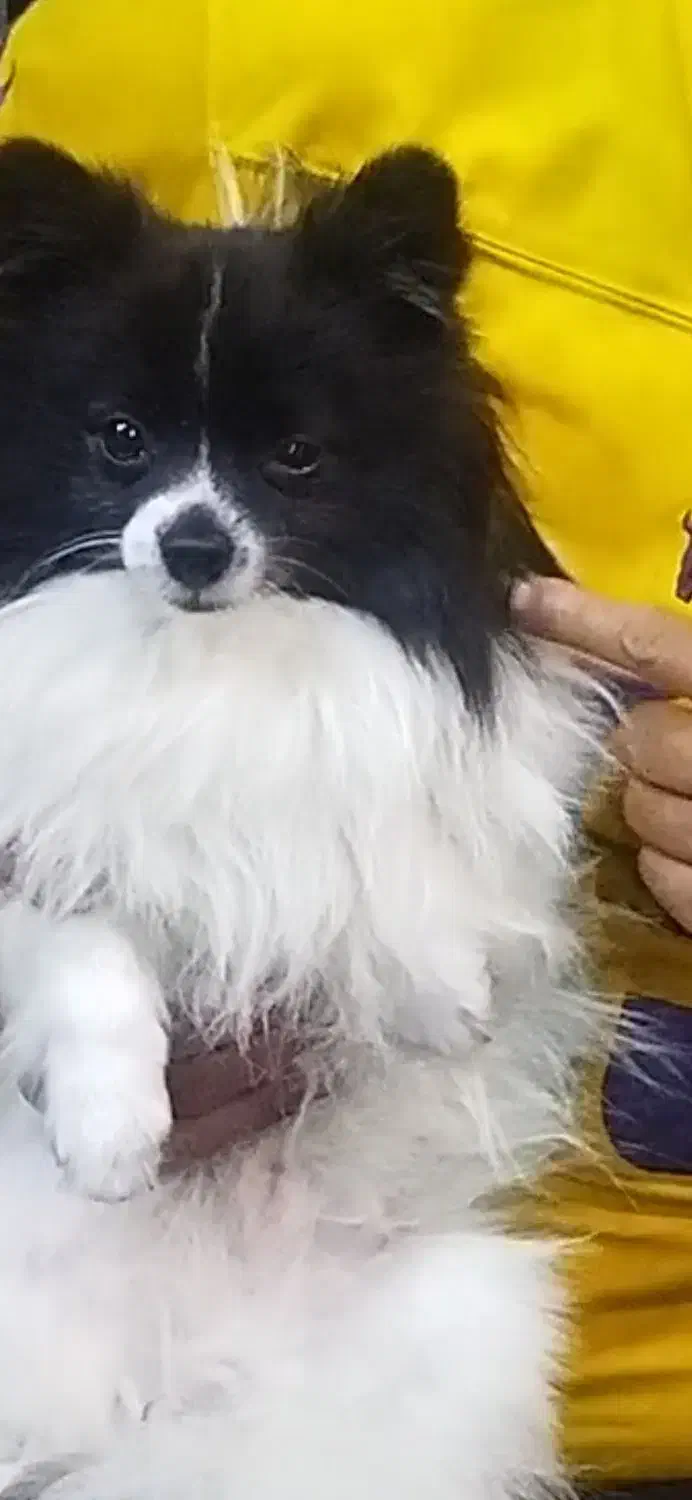 سگ گمشده|حیوانات|بندرعباس, |دیوار