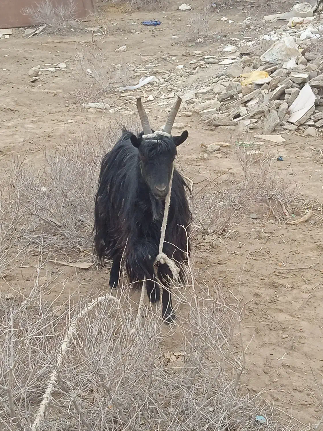 بز نر و ماده|حیوانات مزرعه|جوادآباد, |دیوار