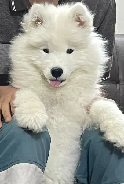 سامویید|سگ|مشهد, مشکینی (شهرک غرب)|دیوار