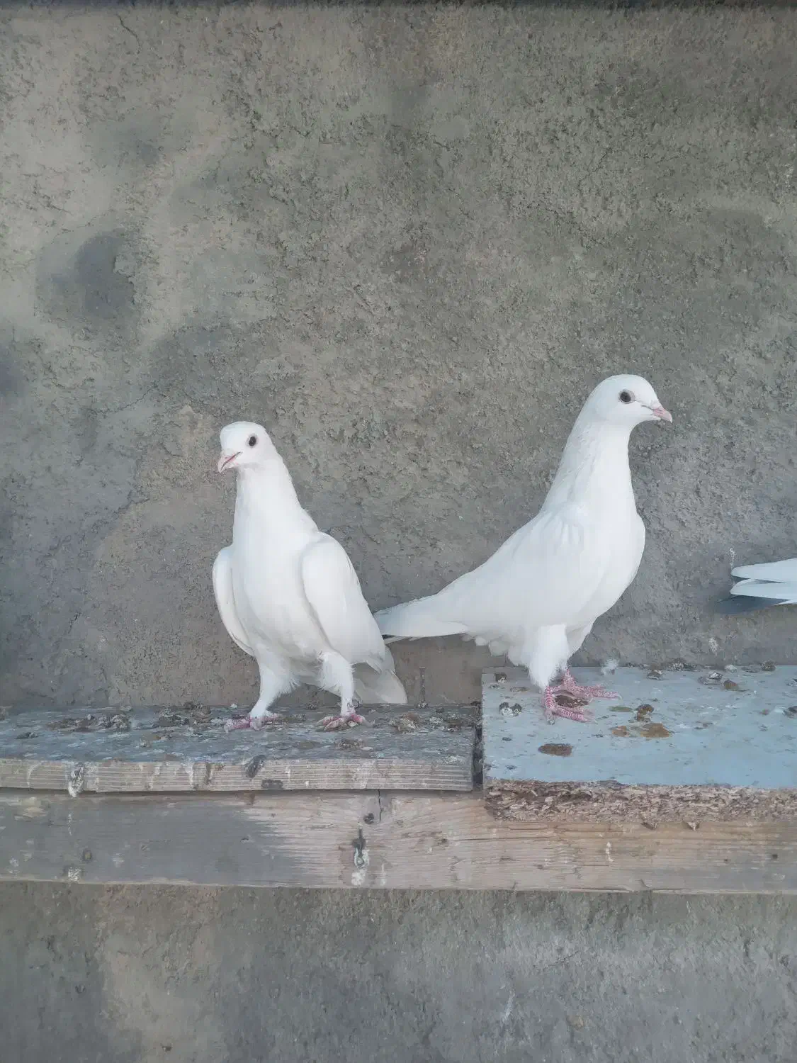 کبوتر دوکت|پرنده|شهرکرد, |دیوار