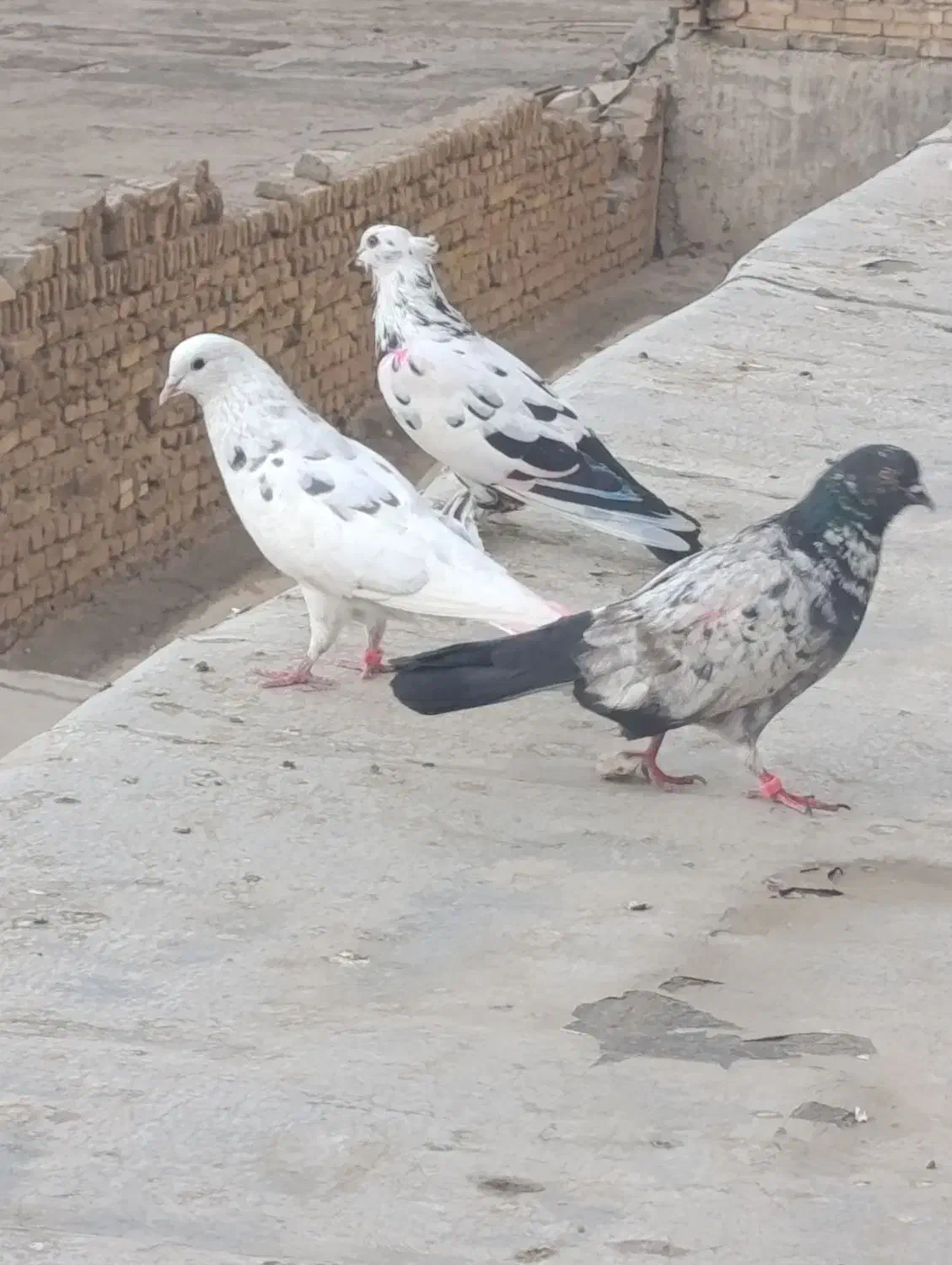 کفتر|پرنده|باقرشهر, |دیوار