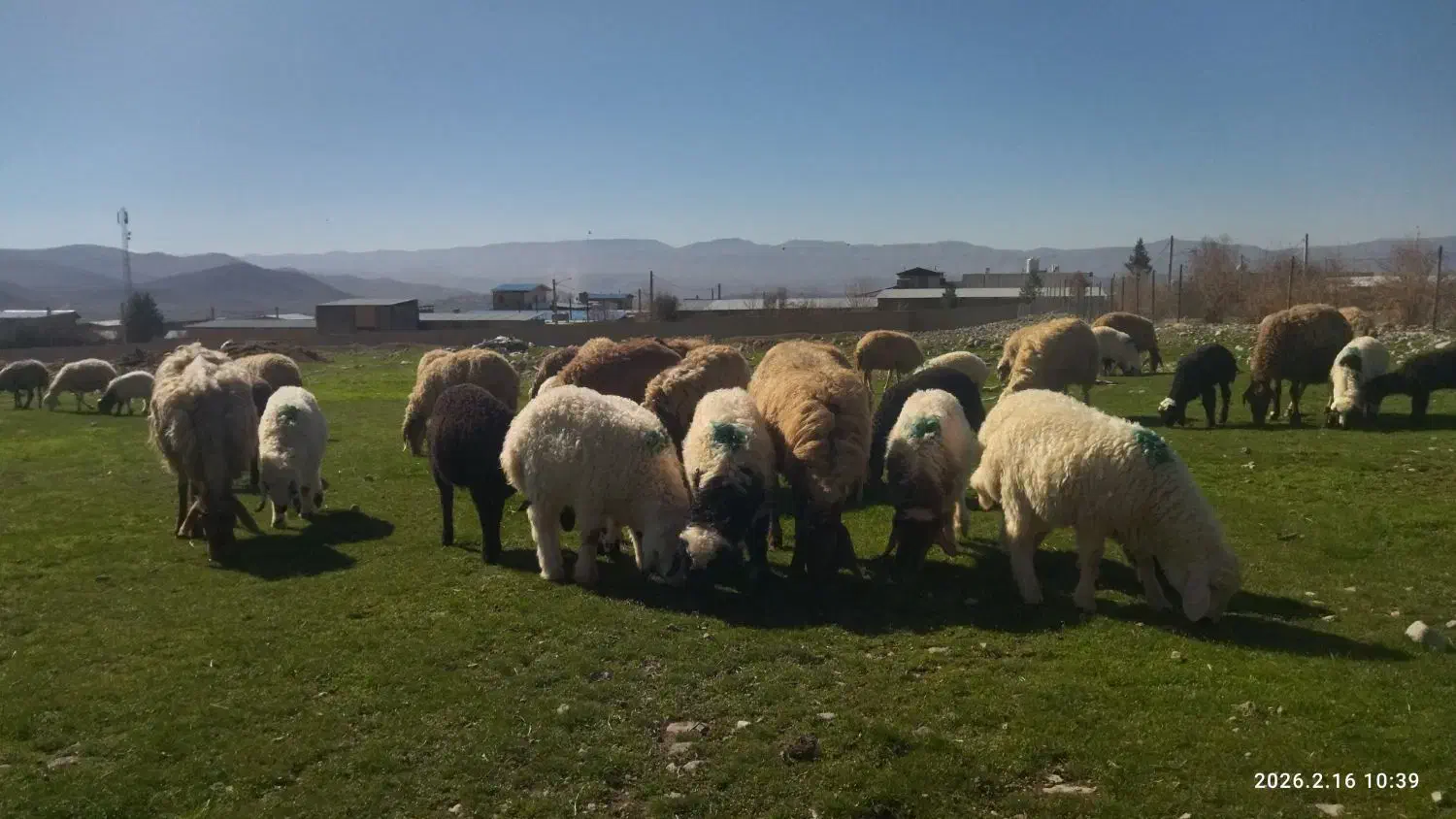 میش وبره|حیوانات مزرعه|چگنی, |دیوار