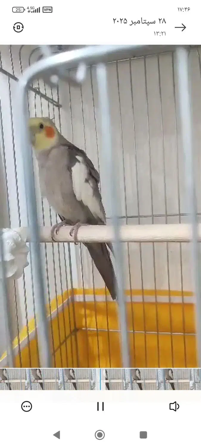 عروس هلندی گم شده|حیوانات|رشت, امین الضرب|دیوار