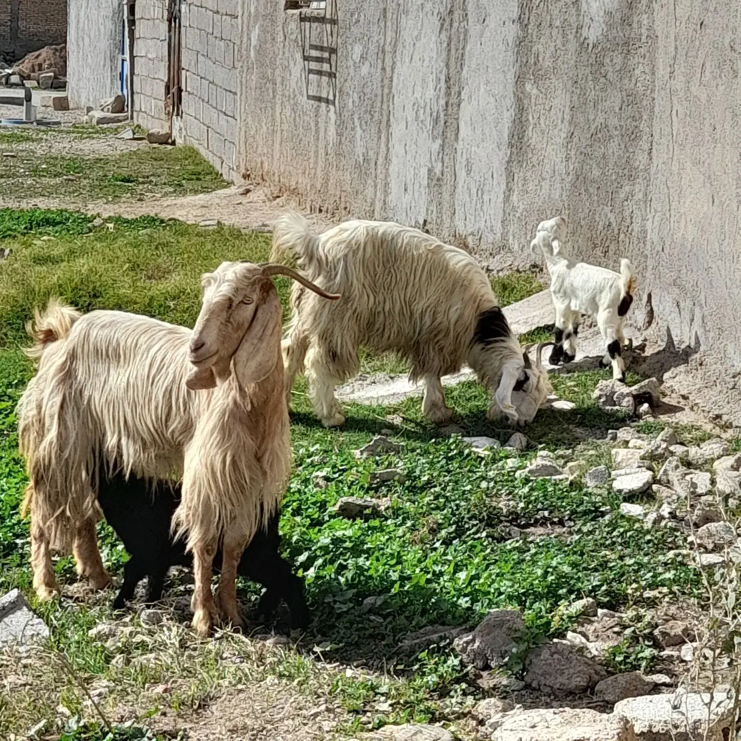 2 بز و  2.  بیگ نر وماده|حیوانات مزرعه|شوشتر, |دیوار