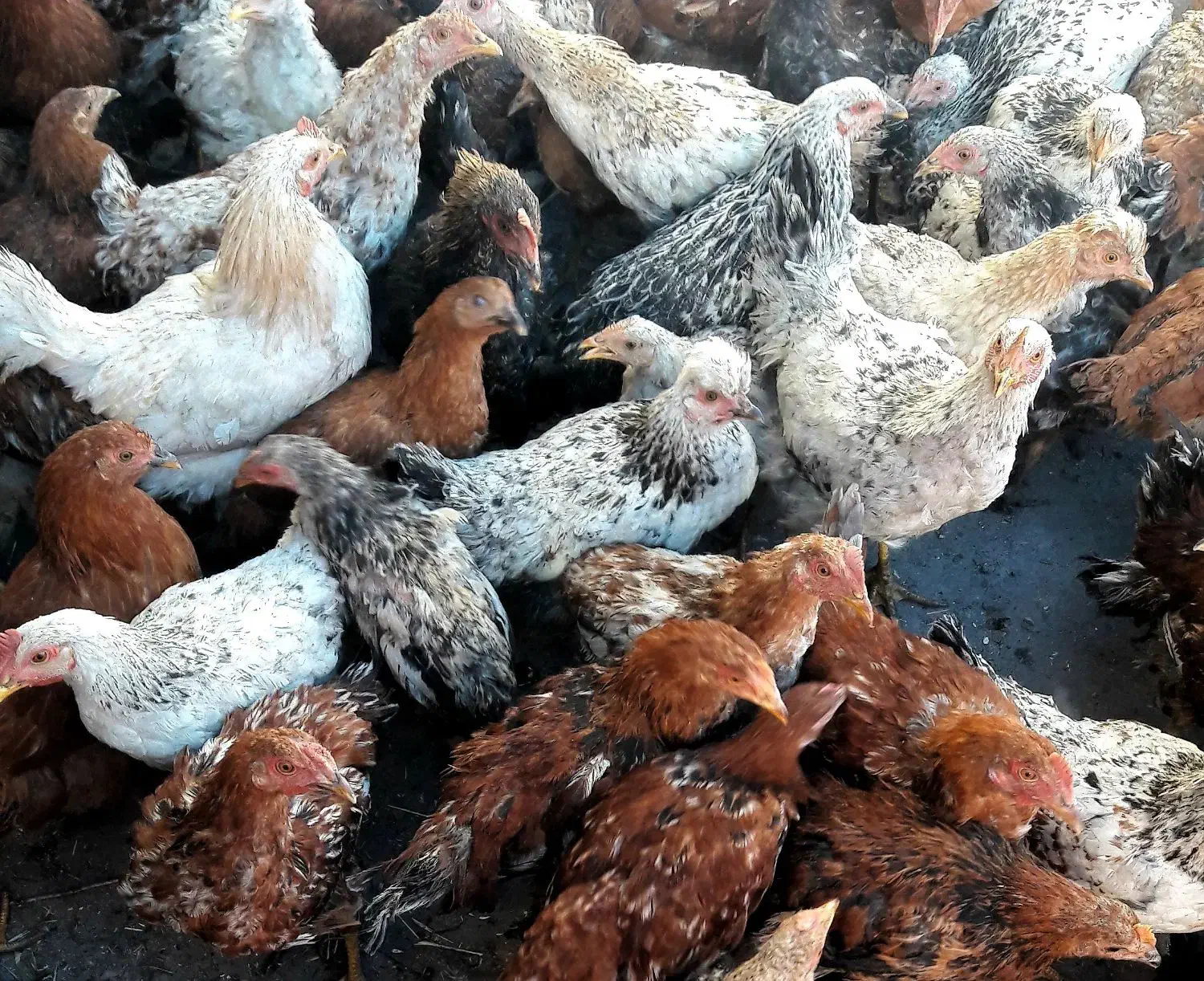 مرغ و خروس گلپایگان|حیوانات مزرعه|خرمدره, |دیوار