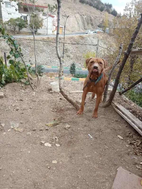 سگ پیتبول|سگ|رودهن, |دیوار