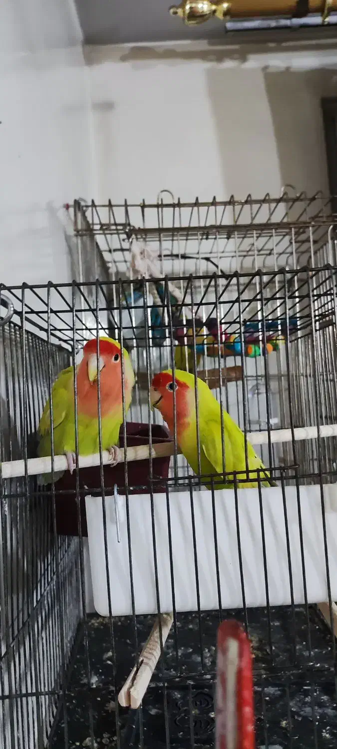 طوطی برزیلی|پرنده|بومهن, |دیوار