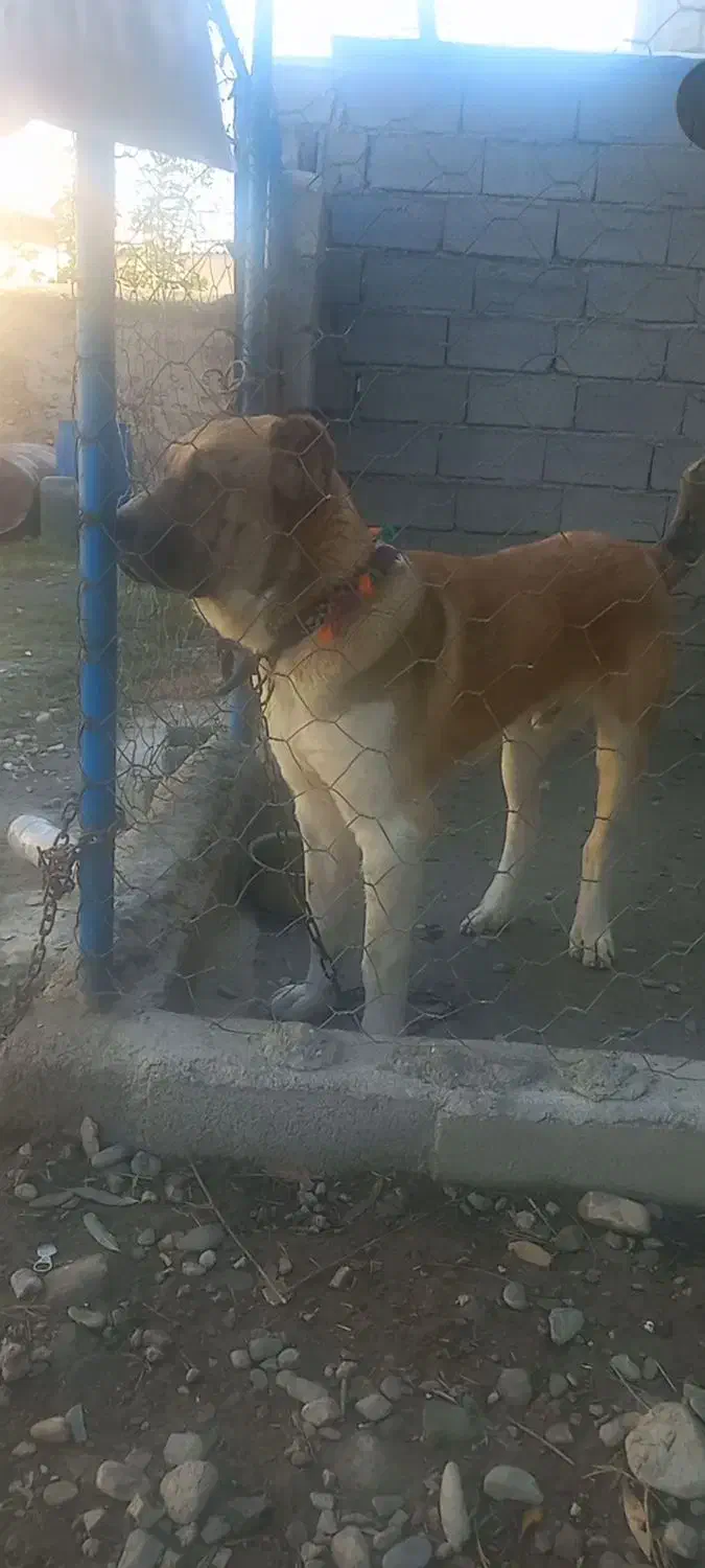 سگ آلابای|سگ|بندر ترکمن, |دیوار