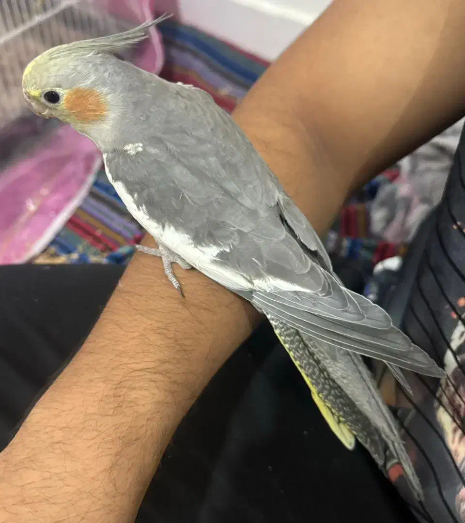 عروس هلندی|پرنده|بندرعباس, |دیوار