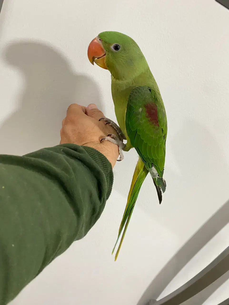 شاه طوطی اسکندر سه ماهه فول رام|پرنده|بوکان, |دیوار