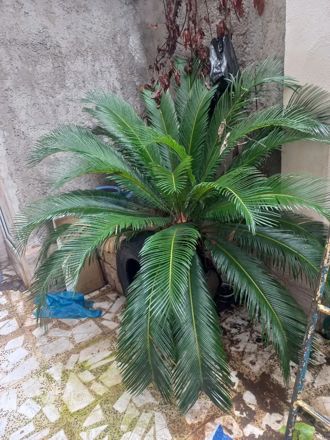 گل سیکاس|گل و گیاه طبیعی|رشت, احمد گوراب|دیوار