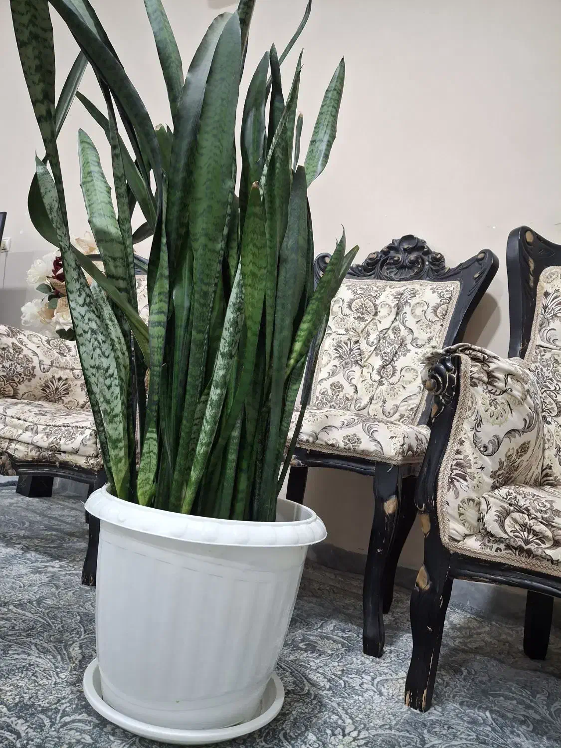 گل بلند|گل و گیاه طبیعی|ایلام, |دیوار