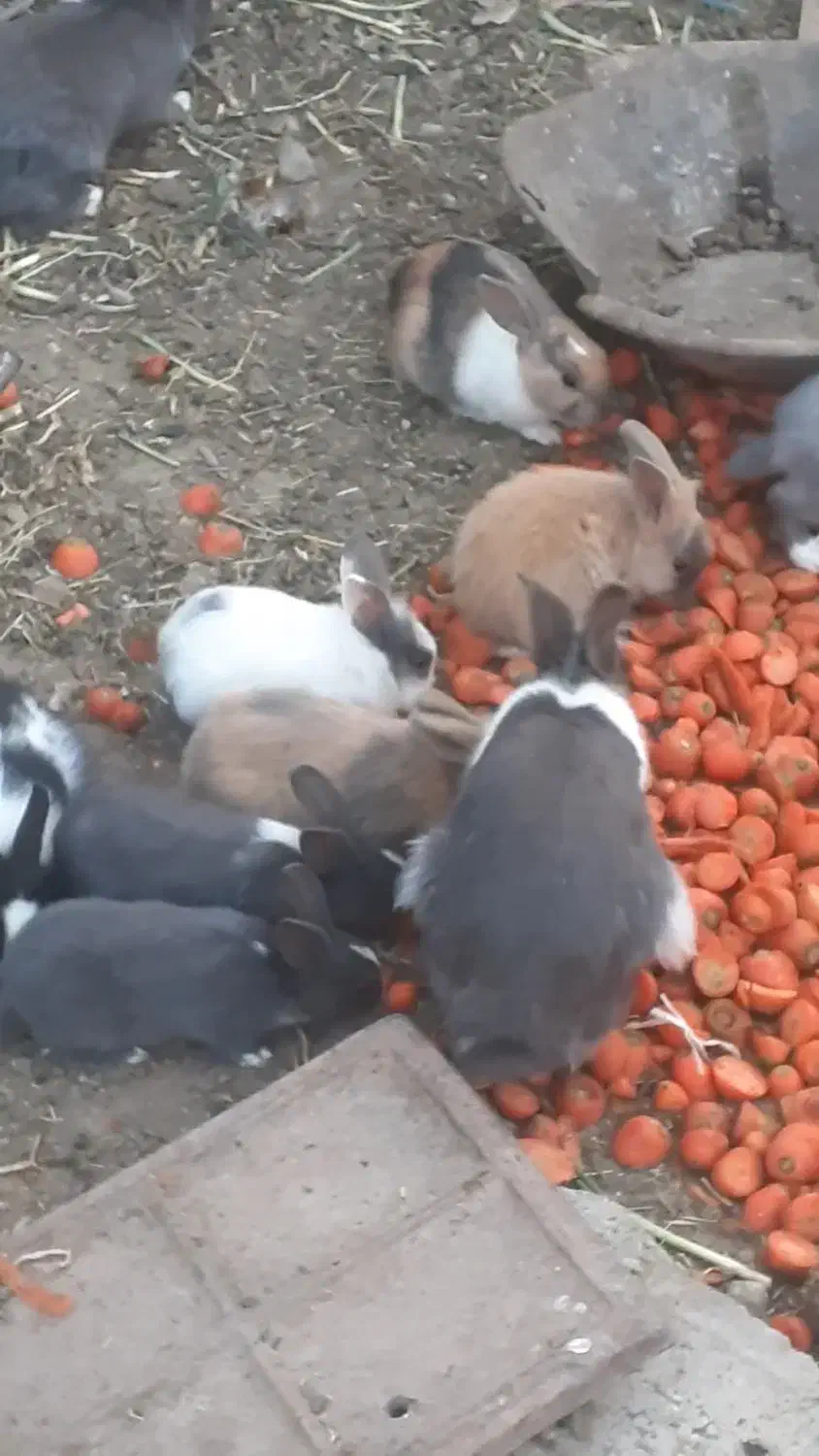 خرگوش خوب بزرگ|موش و خرگوش|تبریز, |دیوار