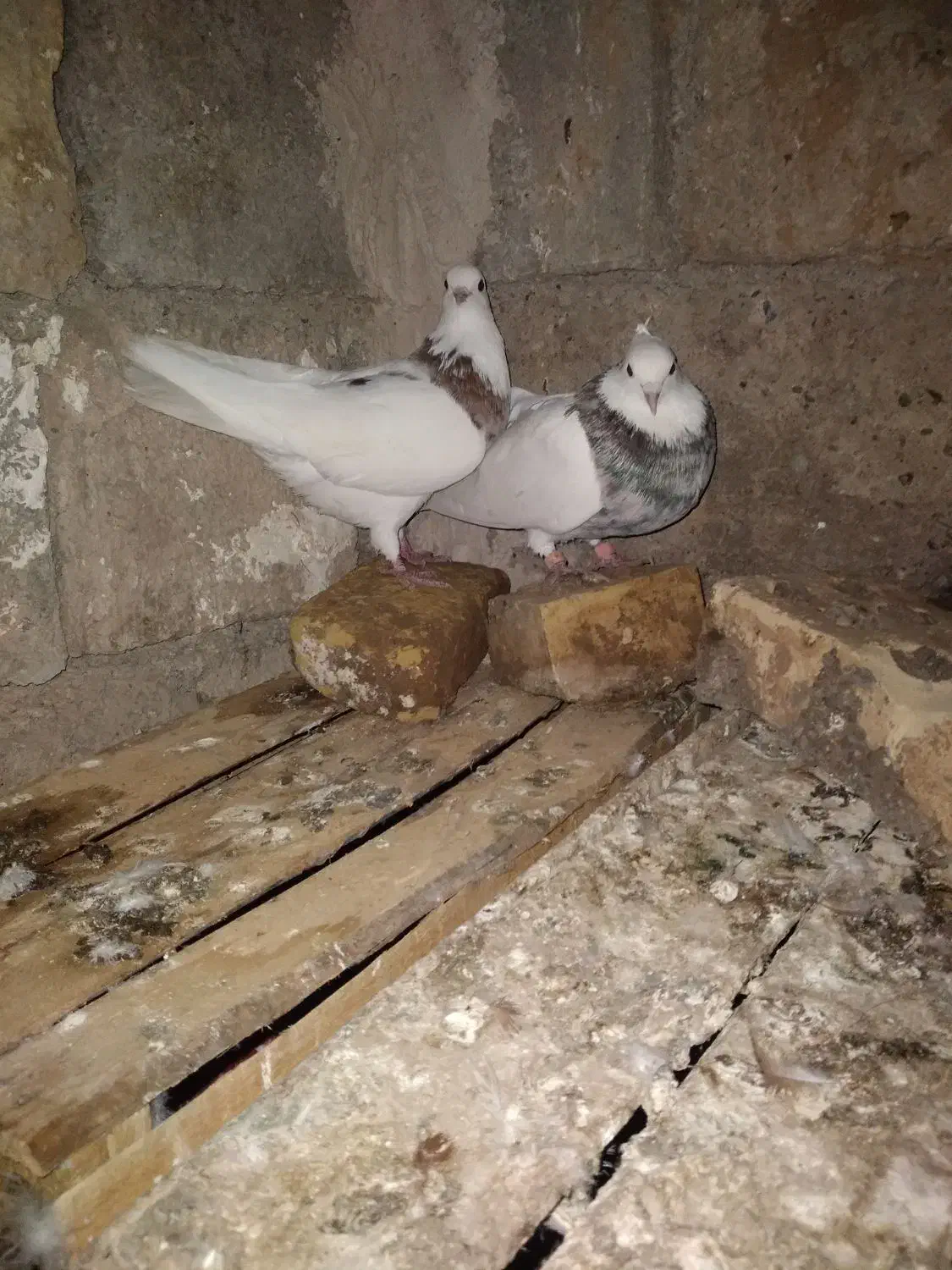 پرنده یا کبوتر|پرنده|شوش, |دیوار