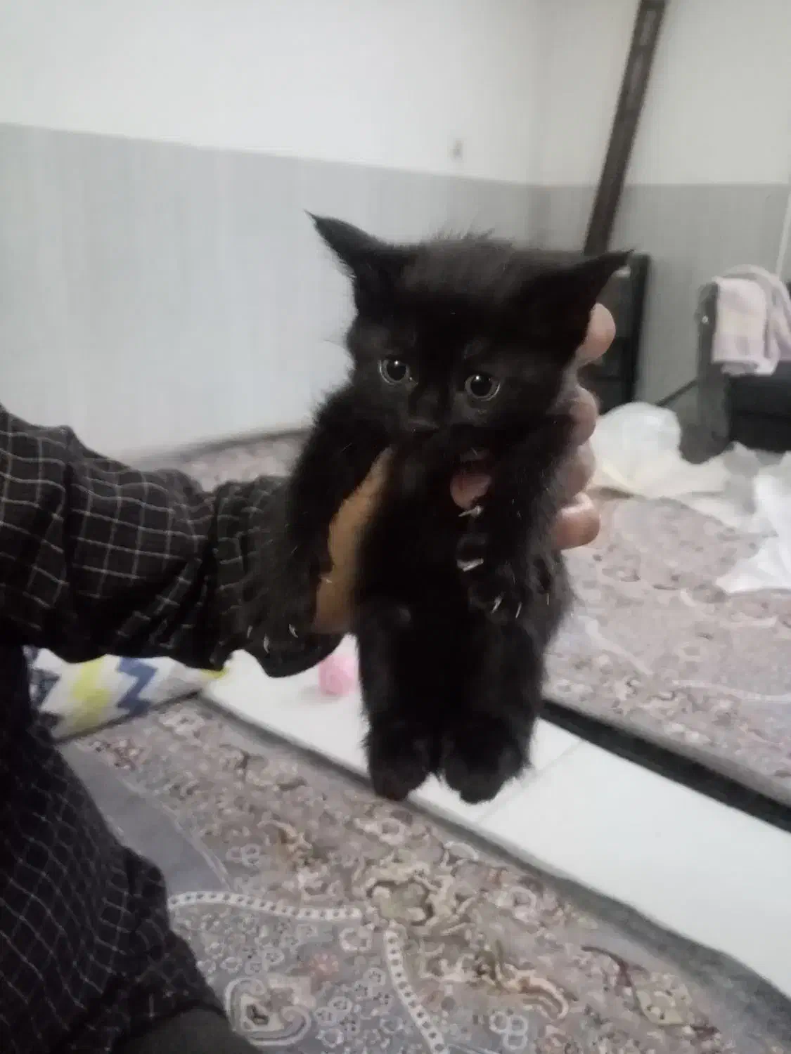 گربه کوچلو|گربه|مشهد, کوشش|دیوار