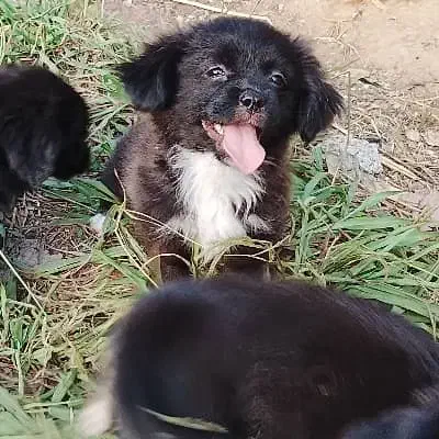 سگ پشمالو شیتزو پیکینیز|سگ|رشت, جانبازان|دیوار