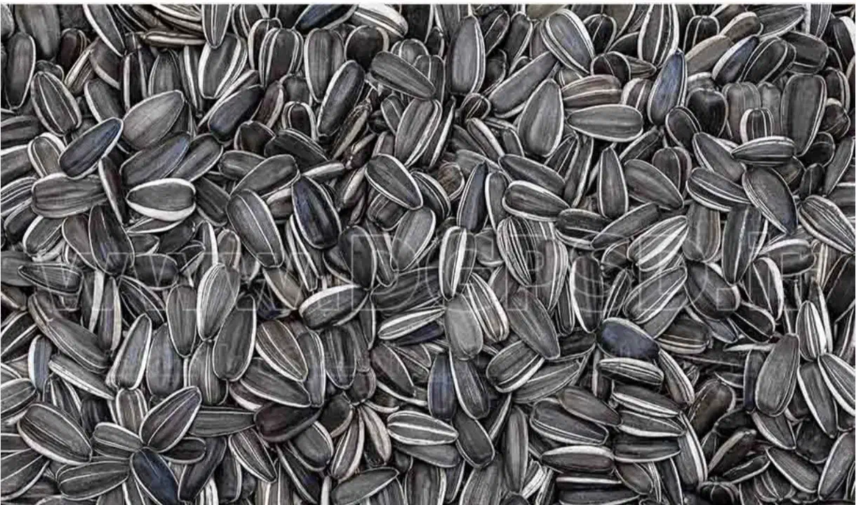 پخش تخمه شهریار|خوردنی و آشامیدنی|شهریار, شهریار|دیوار