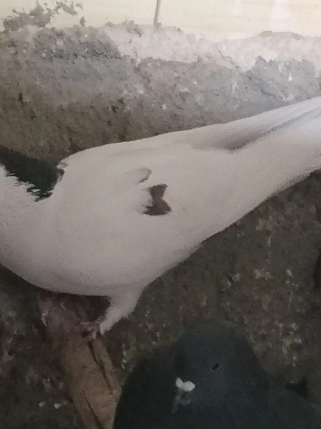 فروش|پرنده|زارچ, |دیوار