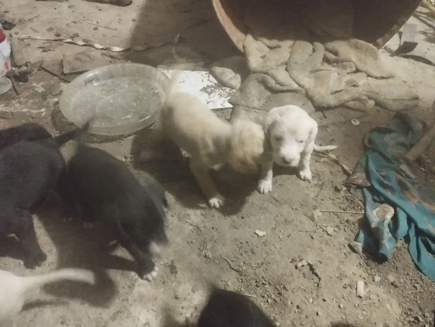 طوله سگ|سگ|رشت, حمیدیان|دیوار