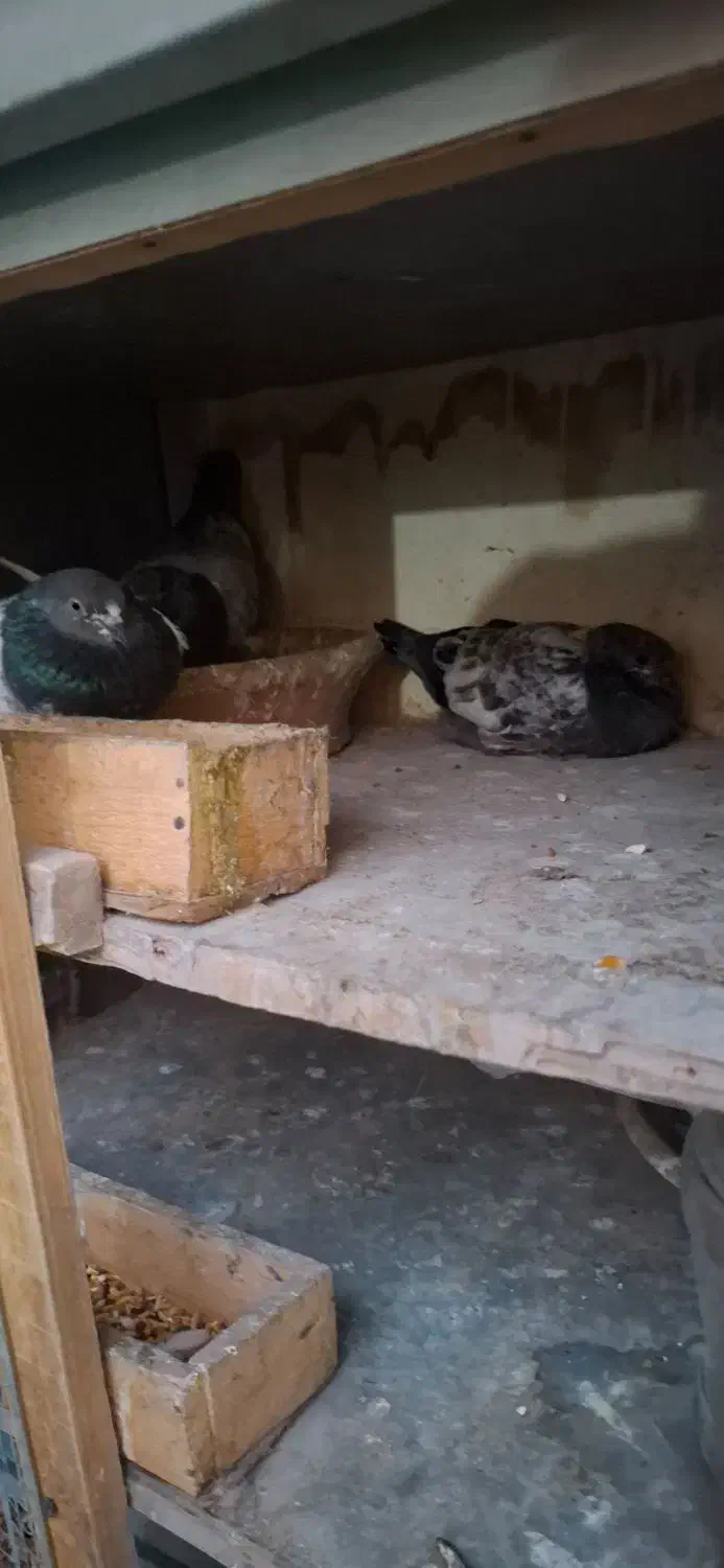 کفتر 25 عدد|پرنده|فردیس, قریشی|دیوار