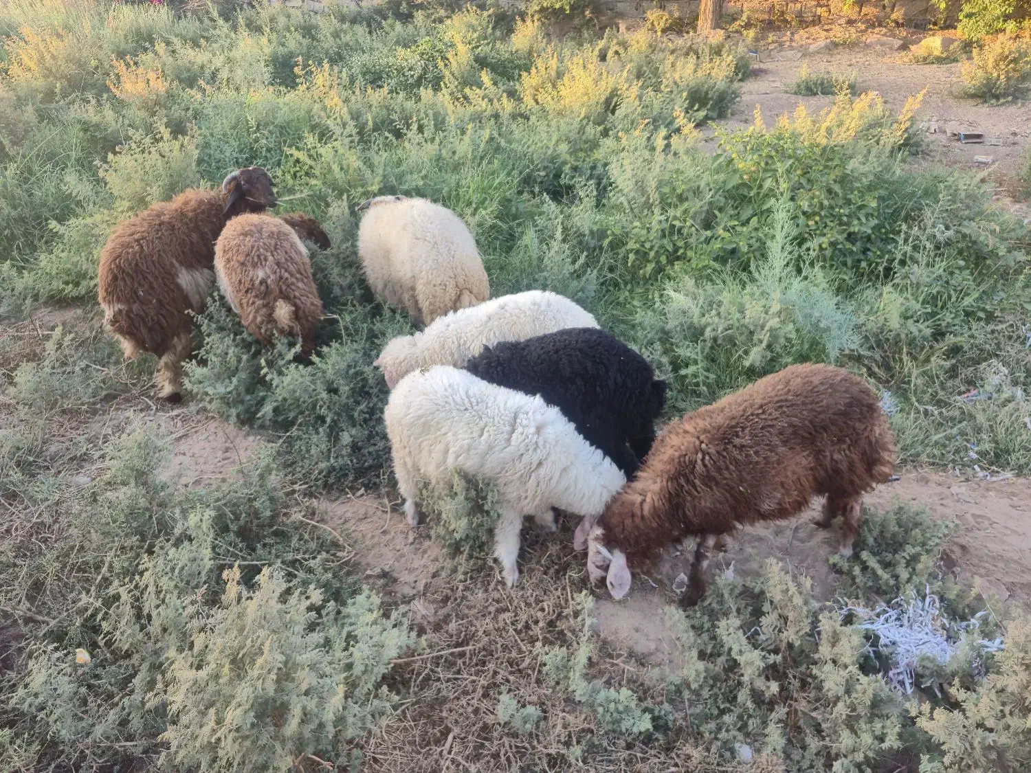 جاده اهواز  اندیمشک روستای راضی حمد|حیوانات مزرعه|کرخه, |دیوار