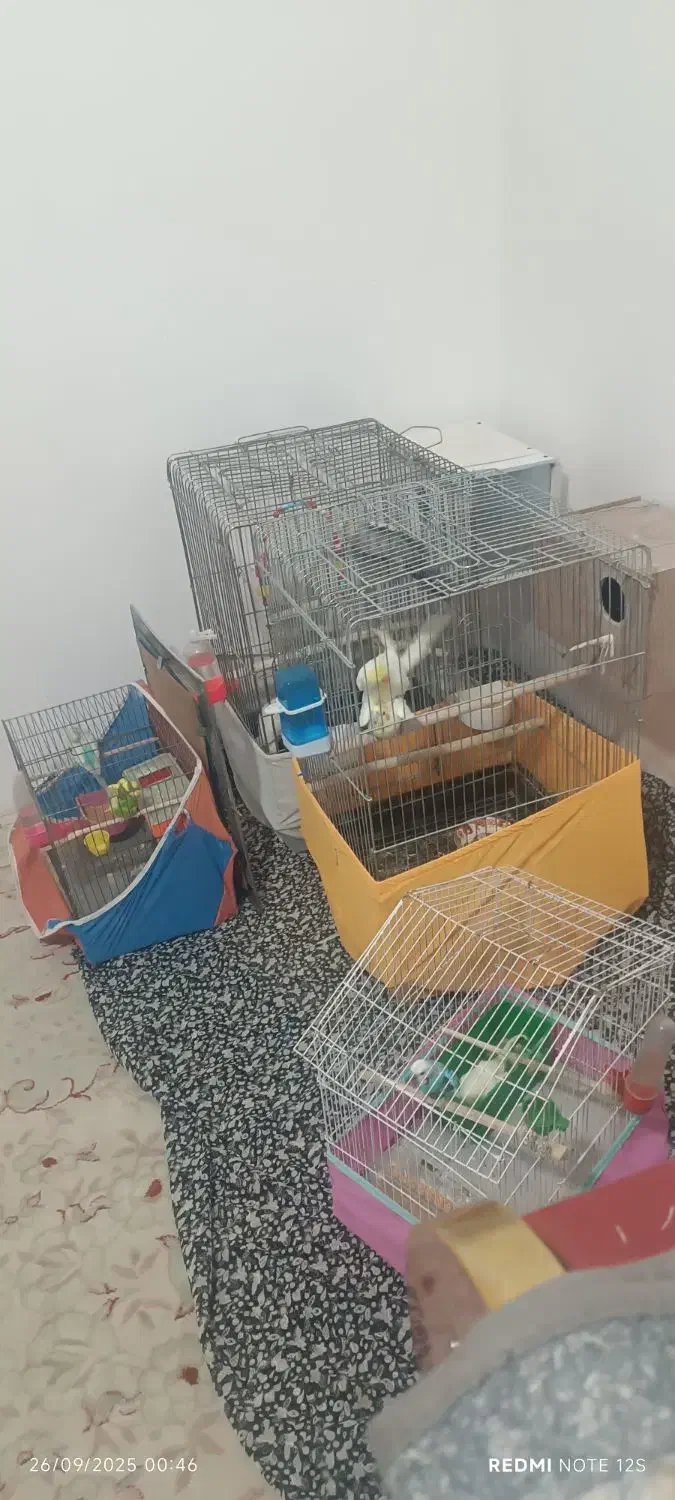 عروس هلندی|پرنده|نورآباد, |دیوار