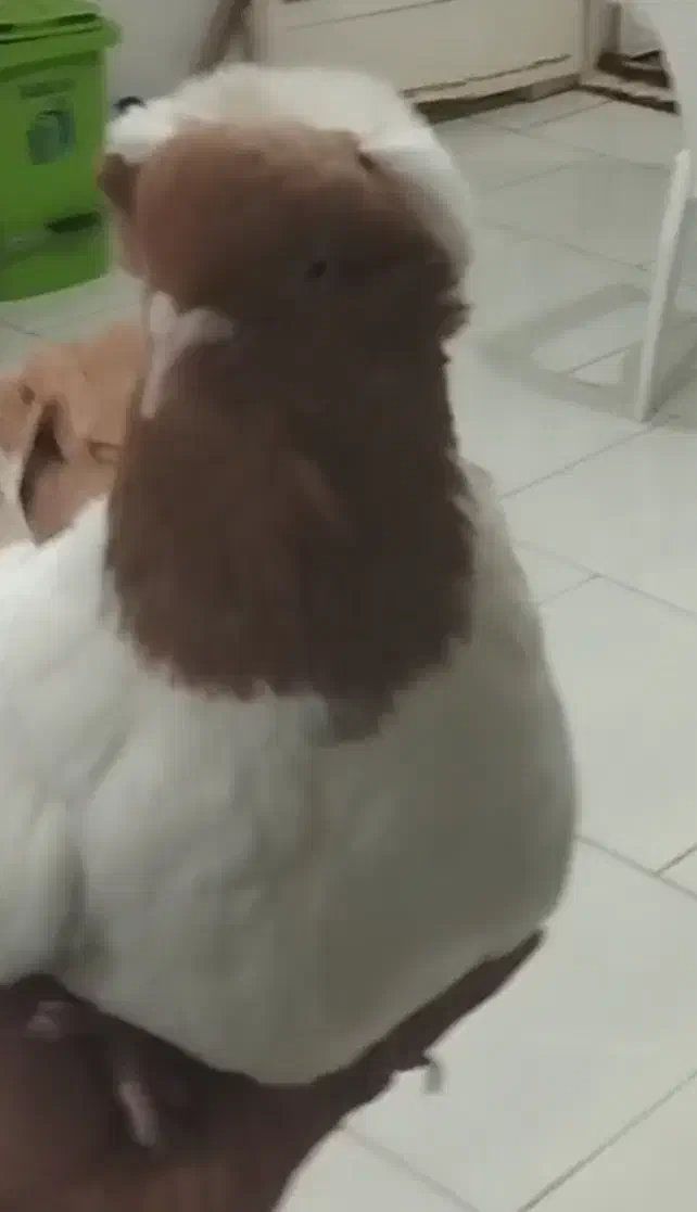 پرستویی زرد|پرنده|یزد, |دیوار