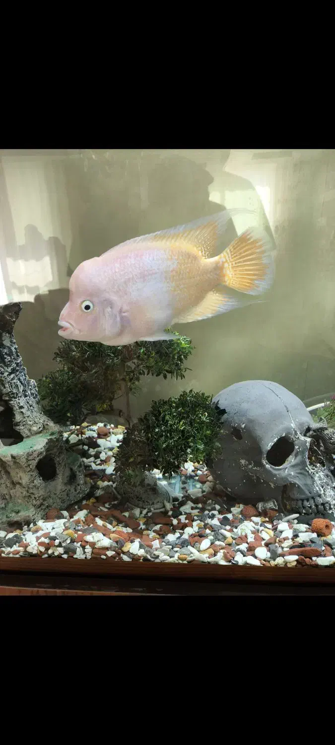 رد دویل ماده|ماهی|برخوار, |دیوار