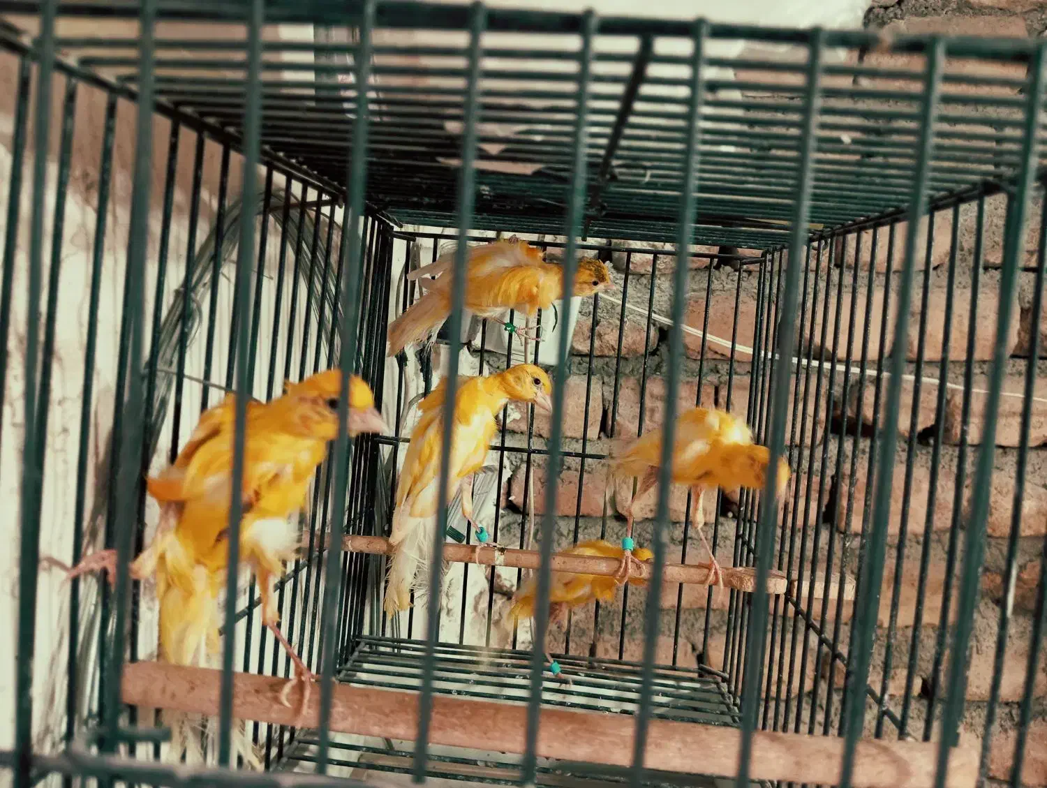 قناری جیبر جیبوس|پرنده|مشهد, هدایت|دیوار