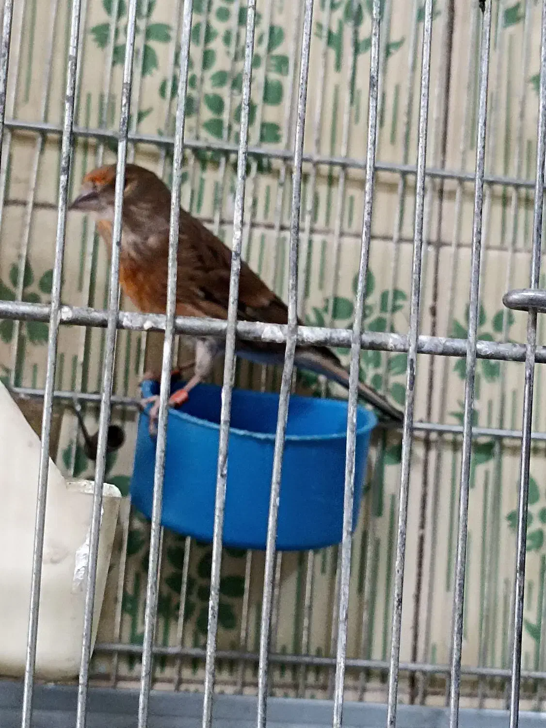 سهره|پرنده|تهران, جوادیه تهرانپارس|دیوار