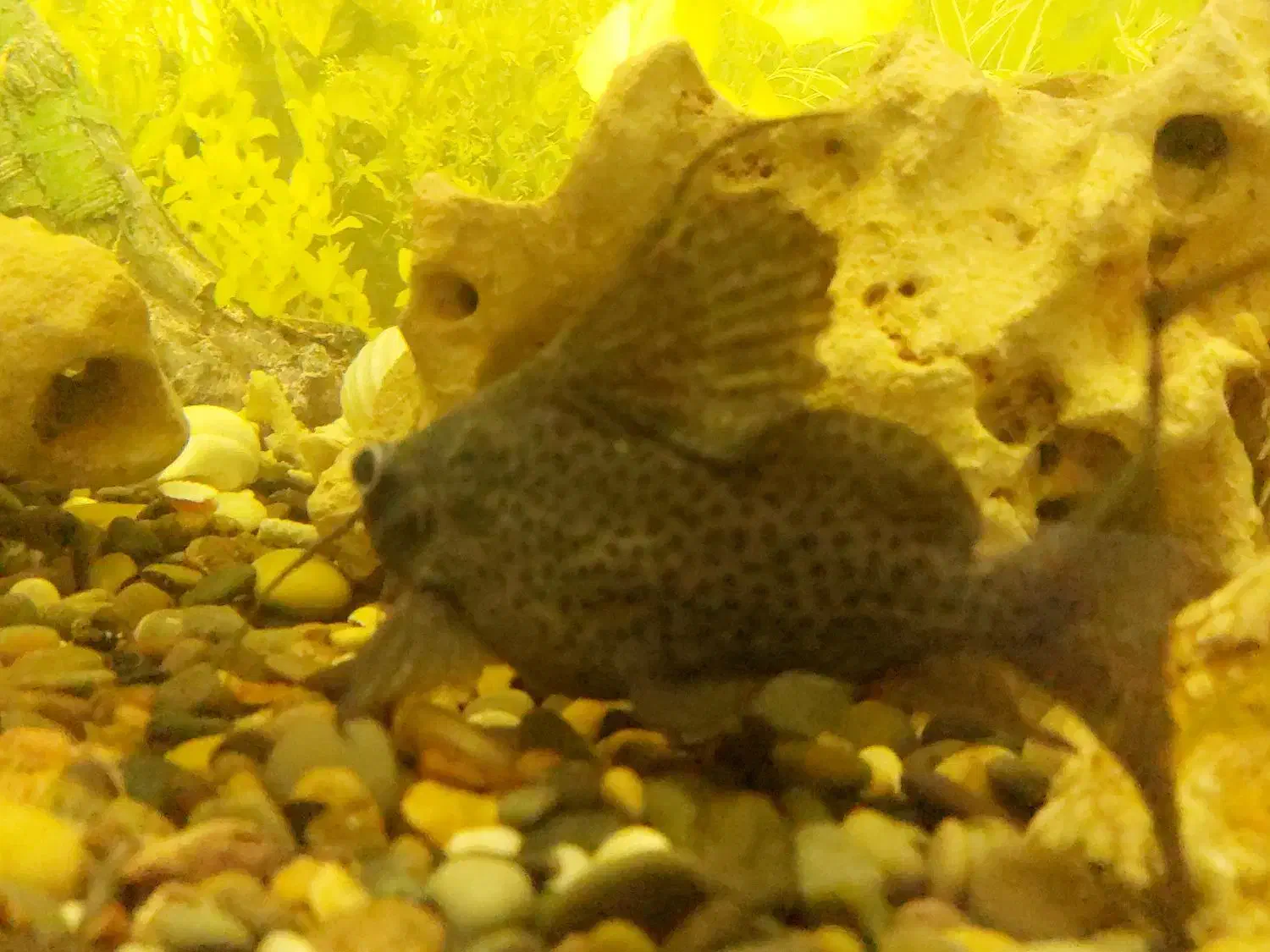 ماهی کت فیش|ماهی|ری, علایین|دیوار