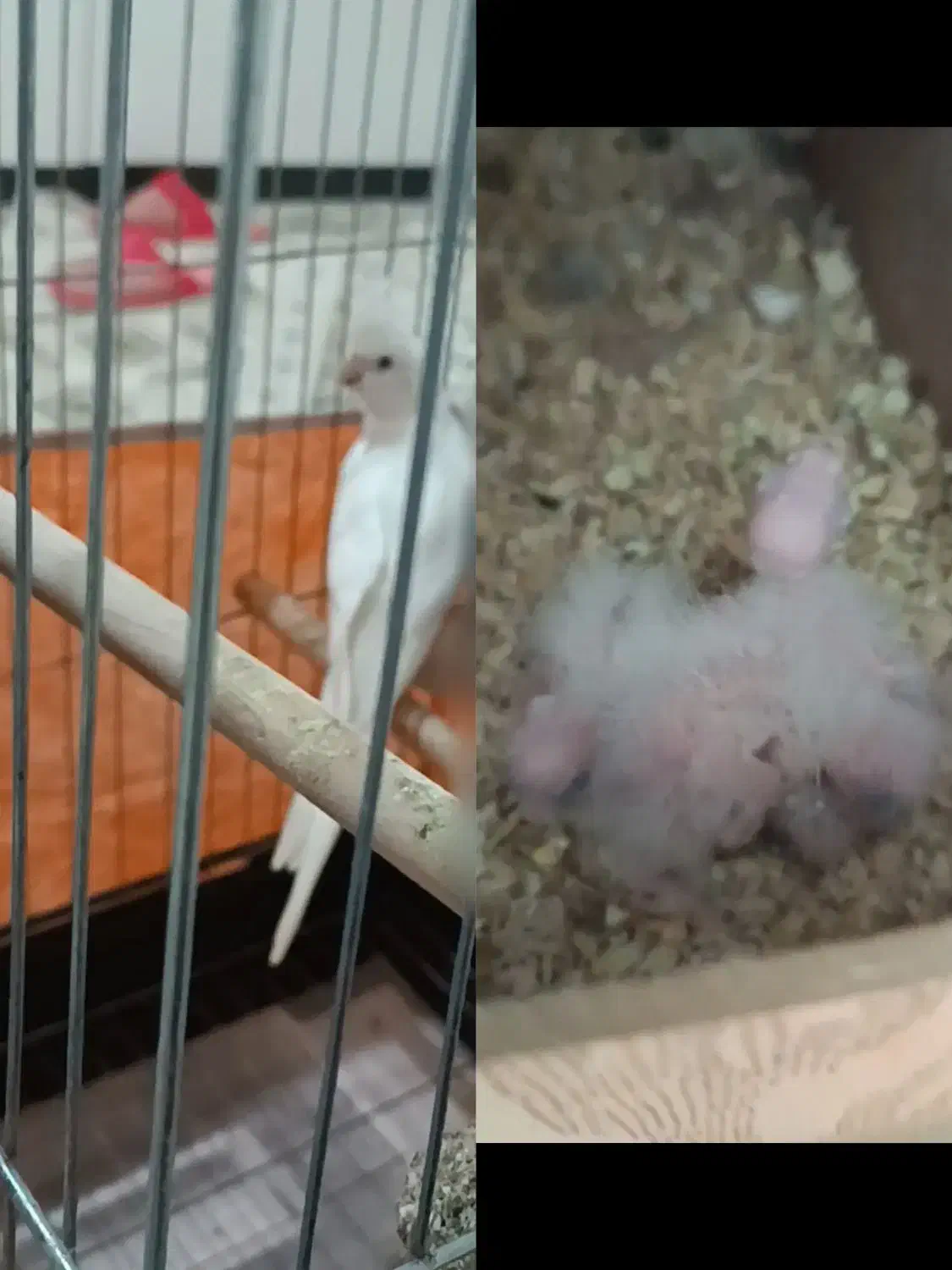 عروس هلندی آلبینو|پرنده|اقبالیه, |دیوار