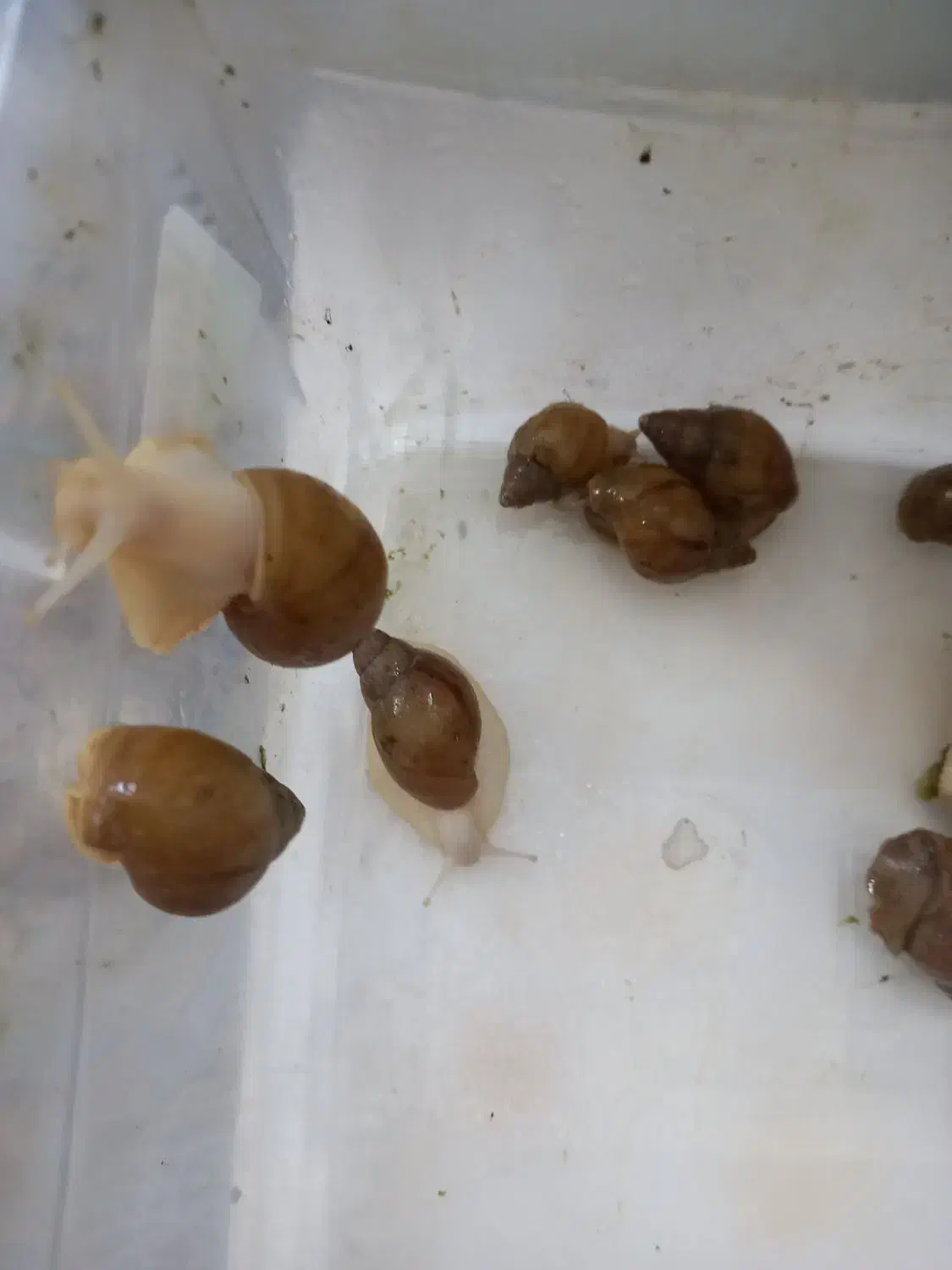 حلزون آچاچیتا آلبینو|خزنده|مشهد, چهارچشمه|دیوار