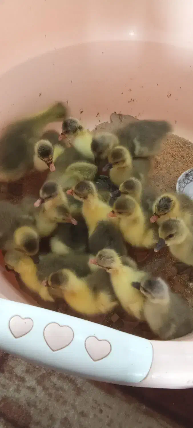 جوجه غاز جوجه بوقلمون و جوجه گلین و مرندی|حیوانات مزرعه|آمل, |دیوار