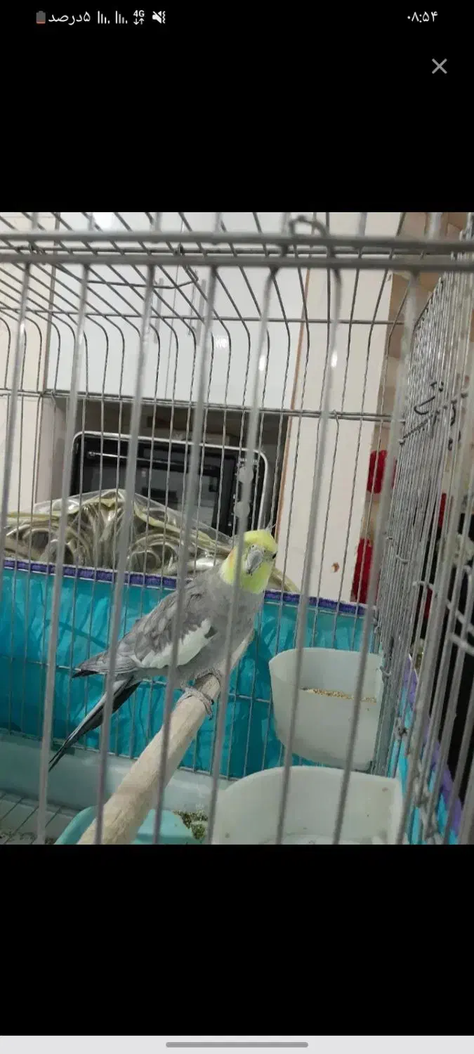 عروس هلندی|پرنده|قزوین, |دیوار