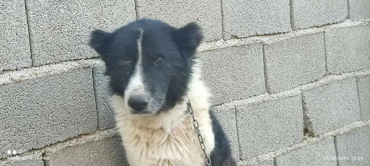 واگذاری سگ قدرجونی|سگ|داراب, |دیوار