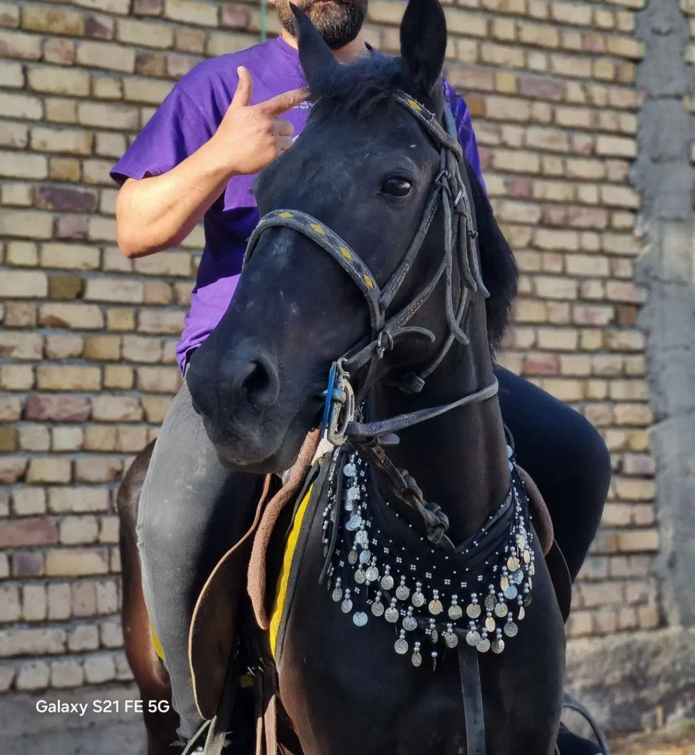 اسب مادیان مشکی ۳ ساله|اسب و تجهیزات اسب‌سواری|اردبیل, |دیوار