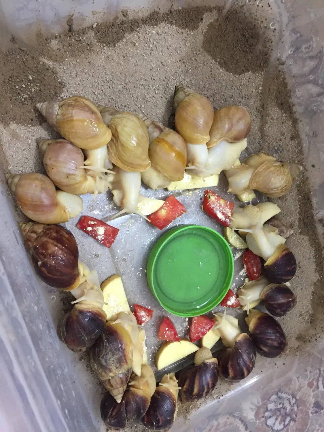 حلزون طبی آچاتینا آلبینو تراپی|خزنده|تهران, راه آهن|دیوار