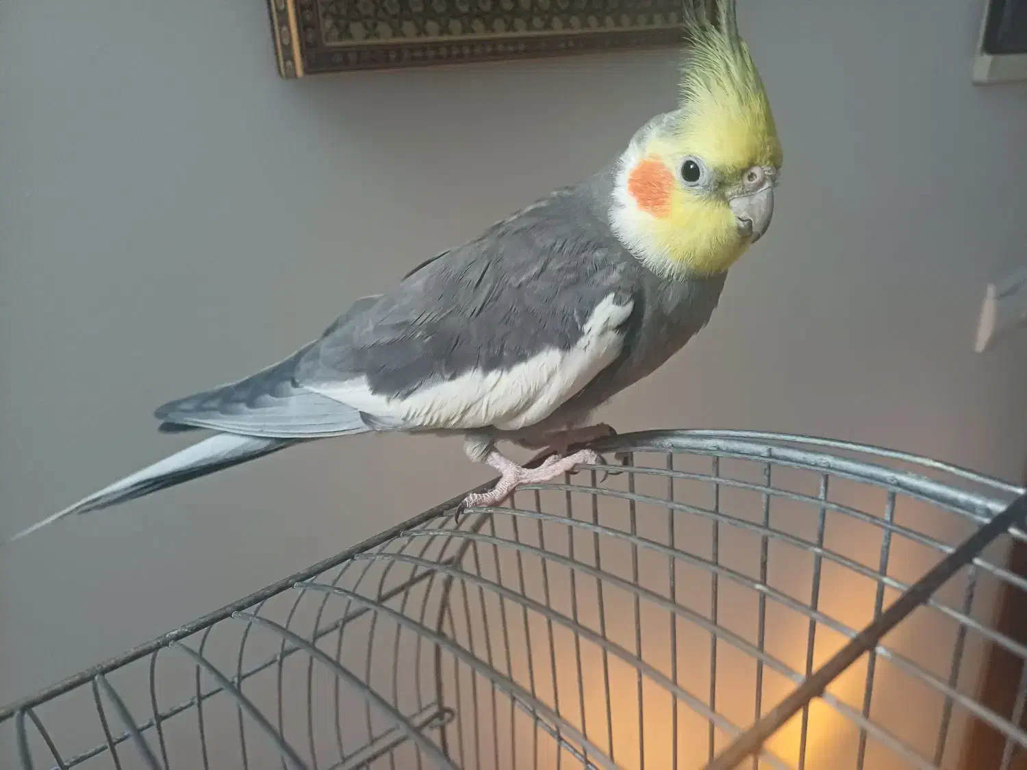 عروس هلندی نر سخنگو|پرنده|تهران, زاهد گیلانی|دیوار